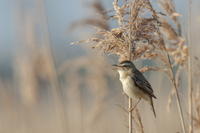 De rietzanger is niet de lastigste soort om te vinden, maar wel een leuke vogel om te fotograferen. Ook rond het Lauwersmeer zijn ze volop te zien en te horen. Deze is in het vroege ochtendlicht gefotografeerd. Met een mooie rietstengel erbij levert het een fijn plaatje op.