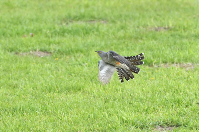 Nabij de uitwateringssluis bij Schuitenbeek zat deze koekoek in een boom en vloog regelmatig naar het grasveld om te foerageren en vloog daarna weer terug. Dit heeft zeker 2 uur geduurd.  De vogel komt zo prachtig in beeld vooral het oranje van de poten