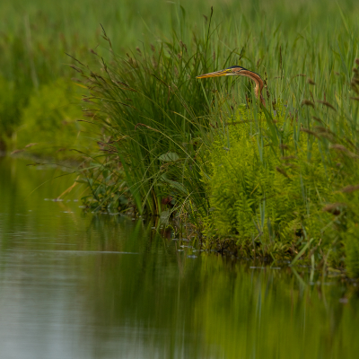 <i class='fa fa-user'></i> Annie Keizer |   Purperreiger  <i class='fa fa-eye'> 307</i>  <i class='fa fa-thumbs-up'> 29</i>   <i class='fa fa-comment-o'> 31</i>