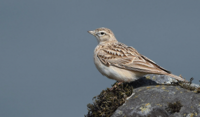 Een beweeglijk vogeltje dat echter op dit moment een korte rustpauze had ingelast.
Met vele anderen dit  kunnen vastleggen met de Waal als achtergrond.