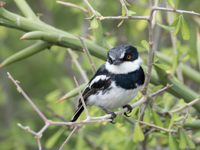 <i class='fa fa-user'></i> Paul van Giersbergen |   Kleine Doornvliegenvanger  <i class='fa fa-eye'> 128</i>   <i class='fa fa-comment-o'> 1</i>