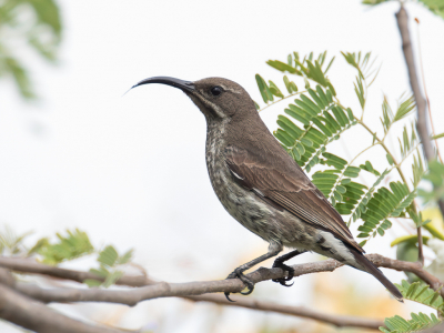 <i class='fa fa-user'></i> Paul van Giersbergen |   Hunters Honingzuiger  <i class='fa fa-eye'> 127</i>   <i class='fa fa-comment-o'> 0</i>