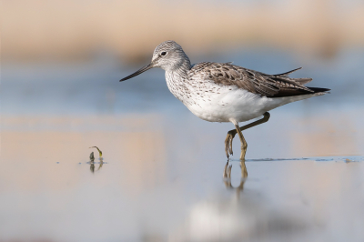 <i class='fa fa-user'></i> Vincent Vuik |   Groenpootruiter  <i class='fa fa-eye'> 399</i>  <i class='fa fa-thumbs-up'> 42</i>   <i class='fa fa-comment-o'> 30</i>