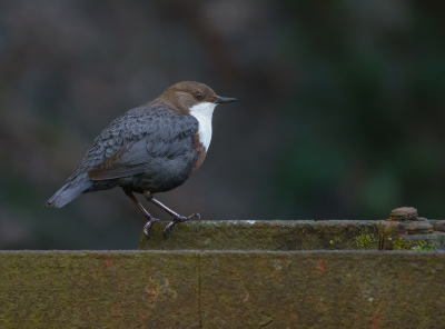 <i class='fa fa-user'></i> Jurgen Maassen |   Waterspreeuw  <i class='fa fa-eye'> 209</i>  <i class='fa fa-thumbs-up'> 16</i>   <i class='fa fa-comment-o'> 11</i>