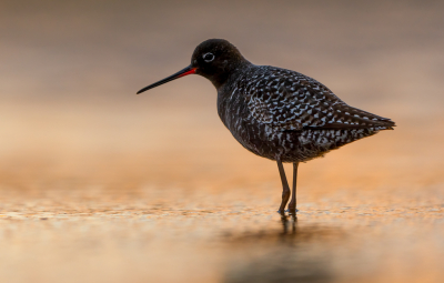 <i class='fa fa-user'></i> Hans Overduin |   Zwarte Ruiter  <i class='fa fa-eye'> 359</i>  <i class='fa fa-thumbs-up'> 29</i>   <i class='fa fa-comment-o'> 25</i>