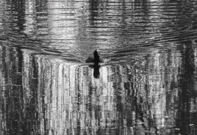 Deze Meerkoet kwam recht op me af zwemmen, vol in het tegenlicht. In het water de verticale weerspiegelingen van treurwilgentakken die over het water hingen. Er ontstond een prachtig grafisch effect door de "boeggolven" van de Meerkoet die het verticale patroon van de lijnen in het water doorbraken.