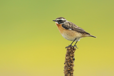 Afgelopen vrijdag met een fotomaatje in de buurt op pad geweest. We belandden uiteindelijk op een industrieterrein, waar we dit paapje troffen. Schitterende vogeltjes, deze had een mooi ruig stukje uitgekozen met o.a. koolzaad. Er zaten ook nog enkele tapuiten. Met zijn tween wat foto's gemaakt, al best tevreden, maar het paapje was een beetje schuw waardoor je niet echt dichtbij kon komen. Aan het eind van de middag nog even in mijn eentje terug geweest. Kruipend, buikschuivend etc. kon ik via wat struikjes aardig dichtbij komen soms. Hier mooi op de top van een uitgebloeide ... (?) met wat koolzaad in de achtergrond. Had nog nooit eerder een leuke foto van een paapje kunnen maken, erg blij mee! Zonde dat dit soort terreintjes steeds vaker volgebouwd worden :(