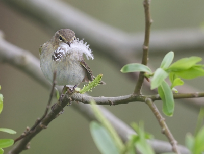 <i class='fa fa-user'></i> loek van de Leur |   Tjiftjaf  <i class='fa fa-eye'> 168</i>  <i class='fa fa-thumbs-up'> 1</i>   <i class='fa fa-comment-o'> 6</i>