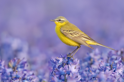 Ik heb al een paar keer gelezen dat een Gele Kwikstaart op tulpen niet echt gewaardeerd wordt. Ik heb hem op de blauwe Hyacinten, misschien net zo erg maar ik vond het toch wel leuk.