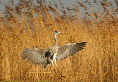Hoewel algemeen en voor vijverbezitters een plaag, toch trekt hij iedere keer weer de aandacht.
400mm met tc 1,7X/f4,8 iso 100 1/400