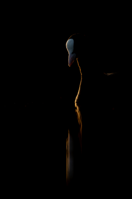 <i class='fa fa-user'></i> Robert Keizer |   Meerkoet  <i class='fa fa-eye'> 270</i>  <i class='fa fa-thumbs-up'> 12</i>   <i class='fa fa-comment-o'> 15</i>