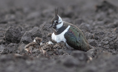 Vandaag samen met 2 fotomaatjes weer even het binnenveld bij Wageningen bezocht. Aan de ene kant van de weg ligt een plasdras gebiedje waar we de bosruiter erg fraai vast konden leggen. Aan de andere kant van de weg zat deze kievit met 4 pullen. We hebben ondanks dat ze vrij relaxed was er niet te lang bij gelegen om het geheel niet teveel te verstoren.