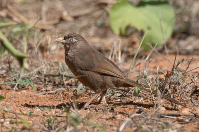 <i class='fa fa-user'></i> Paul van Giersbergen |   Schubborstbabbelaar  <i class='fa fa-eye'> 235</i>   <i class='fa fa-comment-o'> 0</i>