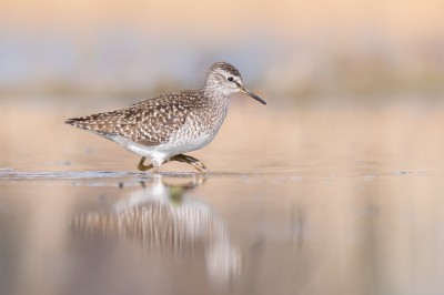 <i class='fa fa-user'></i> Vincent Vuik |   Bosruiter  <i class='fa fa-eye'> 331</i>  <i class='fa fa-thumbs-up'> 25</i>   <i class='fa fa-comment-o'> 19</i>