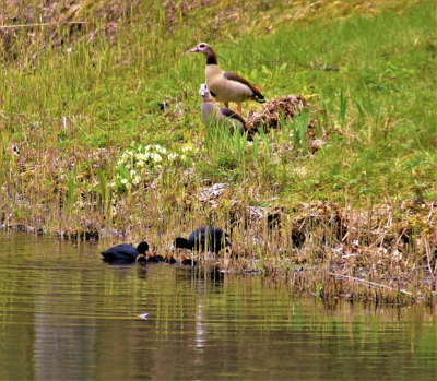 <i class='fa fa-user'></i> hesterb |   Meerkoet  <i class='fa fa-eye'> 117</i>   <i class='fa fa-comment-o'> 16</i>