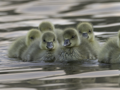 <i class='fa fa-user'></i> Kees van de Wege |   Grauwe Gans  <i class='fa fa-eye'> 202</i>  <i class='fa fa-thumbs-up'> 4</i>   <i class='fa fa-comment-o'> 9</i>