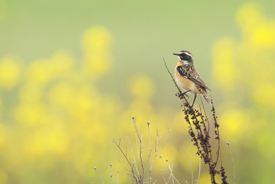 <i class='fa fa-user'></i> thijsglastra |   Paapje  <i class='fa fa-eye'> 303</i>  <i class='fa fa-thumbs-up'> 17</i>   <i class='fa fa-comment-o'> 21</i>