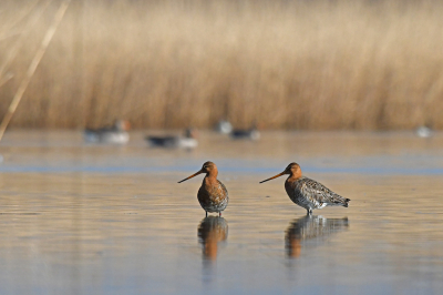 De grutto blijft een van mijn favoriete vogels. Gelukkig zijn ze hier in de buurt ook weer te zien. Onder andere in Lingezegen, een natuurgebied(je) tussen Arnhem en Nijmegen.