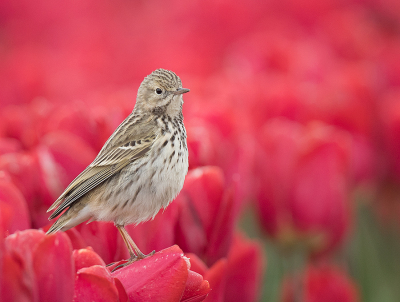 <i class='fa fa-user'></i> Wilfried Solarz |   Graspieper  <i class='fa fa-eye'> 252</i>  <i class='fa fa-thumbs-up'> 17</i>   <i class='fa fa-comment-o'> 13</i>