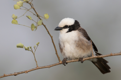 <i class='fa fa-user'></i> Paul van Giersbergen |   Rppells Witkruinklauwier  <i class='fa fa-eye'> 211</i>  <i class='fa fa-thumbs-up'> 13</i>   <i class='fa fa-comment-o'> 3</i>