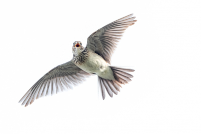 <i class='fa fa-user'></i> Hans Overduin |   Veldleeuwerik  <i class='fa fa-eye'> 307</i>  <i class='fa fa-thumbs-up'> 21</i>   <i class='fa fa-comment-o'> 17</i>