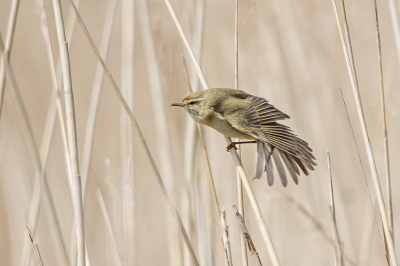 Meestal zie ik de Fitis in bomen of struiken, maar in de De Groene Jonker zaten ze ook veel in het riet. Deze Fitis zat zich uitgebreid in het riet te poetsen, en af en toe een vleugel te strekken.