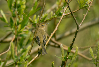 Ik heb deze foto vanuit een vogelhut gemaakt. Plotseling vloog er een tjiftjaf in het bosje vlak voor me. Ik heb meteen wat mooie foto's kunnen maken, waaronder deze.