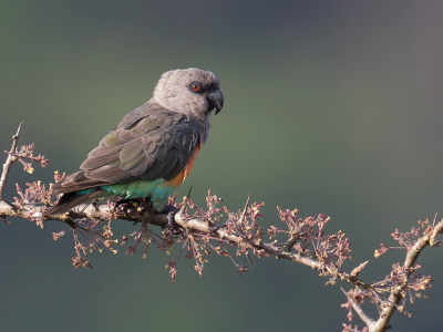 <i class='fa fa-user'></i> Paul van Giersbergen |   Roodbuikpapegaai  <i class='fa fa-eye'> 191</i>  <i class='fa fa-thumbs-up'> 12</i>   <i class='fa fa-comment-o'> 5</i>