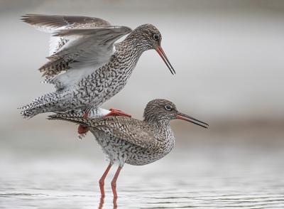 <i class='fa fa-user'></i> Jan P |   Tureluur  <i class='fa fa-eye'> 282</i>  <i class='fa fa-thumbs-up'> 22</i>   <i class='fa fa-comment-o'> 17</i>