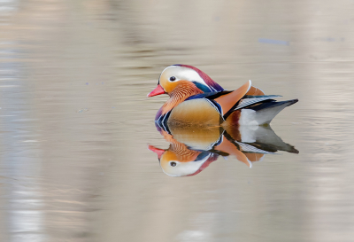 Niet inheems in Nederland, maar al wel sinds ik hier veldwerk doe een stabiele factor: de mandarijneend. Een beetje Oosterse kleurenpracht op een grauwe dag in maart. Bijna windstil, dus de spiegeling was mooi.
Mijn eerste foto op BirdPix.
