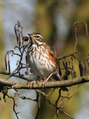 300 mm 1/400 f7.1 200 iso
bij een trapveldje in Leusden zaten meerdere koperwieken en ze waren niet al te schuw