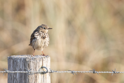 De graspieper komt op BP regelmatig voorbij, en is een soort die je in de duinen rond Groote Keeten ook vaak tegen zult komen. Deze pieper ging na zijn capriolen in de lucht netjes op een paal zitten. Wat mij betreft een prima decor.