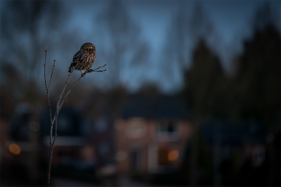 <i class='fa fa-user'></i> Jacob-Carl |   Steenuil  <i class='fa fa-eye'> 357</i>  <i class='fa fa-thumbs-up'> 33</i>   <i class='fa fa-comment-o'> 21</i>