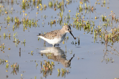 Iemand met veel overtuigingskracht en met ongetwijfeld meer kennis dan ik, zei dat dit een Temminck's strandloper was. Ik twijfel en dacht een kleine strandloper