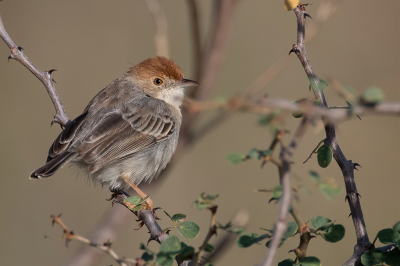 <i class='fa fa-user'></i> Paul van Giersbergen |   Kleine Graszanger  <i class='fa fa-eye'> 150</i>  <i class='fa fa-thumbs-up'> 1</i>   <i class='fa fa-comment-o'> 1</i>