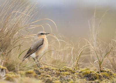 <i class='fa fa-user'></i> cornekoopmans |   Tapuit  <i class='fa fa-eye'> 281</i>  <i class='fa fa-thumbs-up'> 26</i>   <i class='fa fa-comment-o'> 19</i>