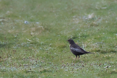 Gedurende de wandeling door de Tuintjes op Texel kwamen we langs de Beflijster. Dichterbij wilden we niet komen om ze niet te verstoren. Helaas hadden anderen een andere mening.