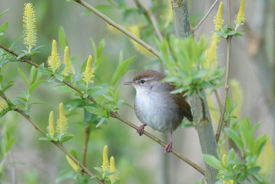 <i class='fa fa-user'></i> Gerard Visser |   Cetti's Zanger  <i class='fa fa-eye'> 248</i>  <i class='fa fa-thumbs-up'> 17</i>   <i class='fa fa-comment-o'> 16</i>