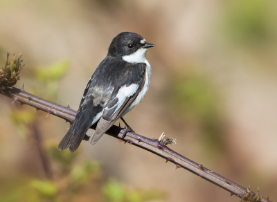 <i class='fa fa-user'></i> Hillebrand Keun |   Bonte Vliegenvanger  <i class='fa fa-eye'> 246</i>  <i class='fa fa-thumbs-up'> 15</i>   <i class='fa fa-comment-o'> 11</i>