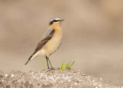 Vorige week waren we richting de duinen om te kijken of we de Tapuit konden vinden. Dat lukte, maar voor de foto zat hij toch wel wat ver. Thuisgekomen zaten we aan een koppie en ineens een Tapuit in de tuin, dit bestaat niet. Vlug de camera gepakt, maar te laat, hij was gevlogen. Maar niet heel ver, hij zat nu in de voortuin, nu kon ik wel een foto maken als bewijs. Hij verliet al vrij snel de voortuin en ging in het land tegenover zitten, dat gaf wat meer kansen. Steeds een stukje dichterbij tot het slootje hij aan de ene kant, wij aan de andere. Het avondzonnetje wilde ook nog even meewerken dus we konden ons geluk niet op.