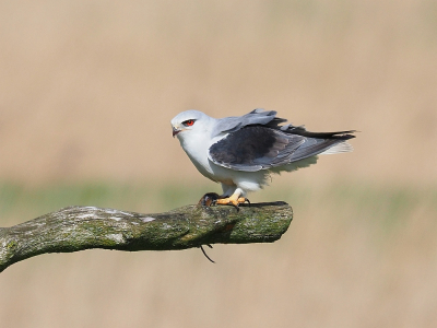 <i class='fa fa-user'></i> corvanspijk |   Grijze Wouw  <i class='fa fa-eye'> 474</i>  <i class='fa fa-thumbs-up'> 18</i>   <i class='fa fa-comment-o'> 9</i>