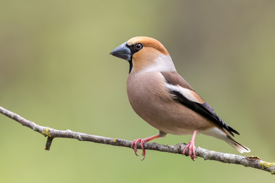 <i class='fa fa-user'></i> Raf Raeymaekers |   Appelvink  <i class='fa fa-eye'> 226</i>  <i class='fa fa-thumbs-up'> 4</i>   <i class='fa fa-comment-o'> 10</i>