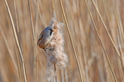 Op een windstille dag eind maart de ochtend vrij genomen om te gaan fotograferen. Ik hoopte dat het baardmannetje zich zou laten zien. En jawel, na een halfuur wachten kwam deze te voorschijn om nestmateriaal te verzamelen. Daar was hij nogal fanatiek mee bezig, dus het viel nog niet mee om hem scherp te krijgen.