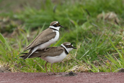 Een kleine plevier werd achtervolgt door een propje veren, zo leek het wel.
Het was een opgezet verenkleed van het mannetje. Dat wilde ik fotograferen. 
Het duurde echter niet lang of er vond een paring plaats tussen de twee.
Dan toch maar de camera gebruiken voor deze voor mij toch bijzondere situatie.