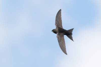 <i class='fa fa-user'></i> Marcel van der Tol |   Gierzwaluw  <i class='fa fa-eye'> 282</i>  <i class='fa fa-thumbs-up'> 20</i>   <i class='fa fa-comment-o'> 10</i>