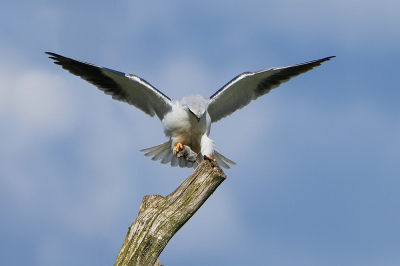 <i class='fa fa-user'></i> corvanspijk |   Grijze Wouw  <i class='fa fa-eye'> 451</i>  <i class='fa fa-thumbs-up'> 16</i>   <i class='fa fa-comment-o'> 7</i>