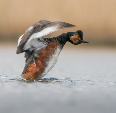 <i class='fa fa-user'></i> GerardvanDam |   Geoorde Fuut  <i class='fa fa-eye'> 261</i>  <i class='fa fa-thumbs-up'> 17</i>   <i class='fa fa-comment-o'> 9</i>