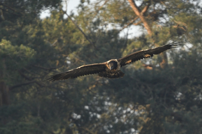 <i class='fa fa-user'></i> Arne Bakker |   Lammergier  <i class='fa fa-eye'> 337</i>   <i class='fa fa-comment-o'> 3</i>