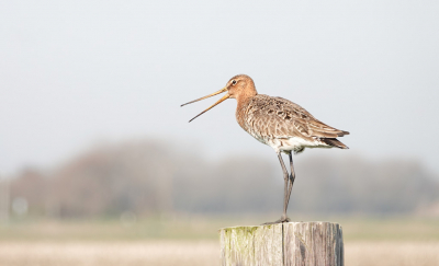 Genoeg Grutto's op Ameland.
Deze bleef mooi op het paaltje zitten. Foto genomen vanuit de auto op enkele meters afstand.