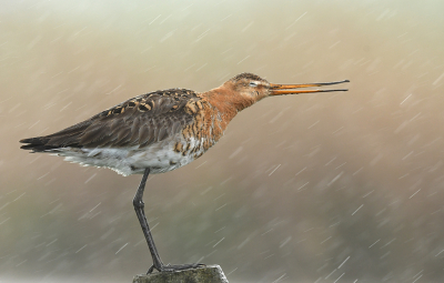 <i class='fa fa-user'></i> Eric Gibcus |   Grutto  <i class='fa fa-eye'> 310</i>  <i class='fa fa-thumbs-up'> 20</i>   <i class='fa fa-comment-o'> 14</i>